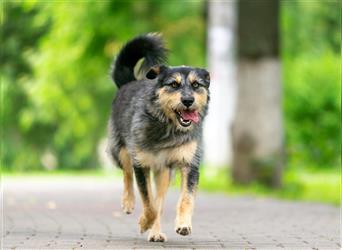 Die süße Schnauzerin Becky sucht ein Zuhause.