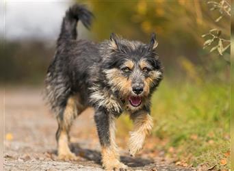 Die süße Schnauzerin Becky sucht ein Zuhause.