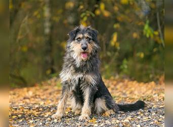 Die süße Schnauzerin Becky sucht ein Zuhause.