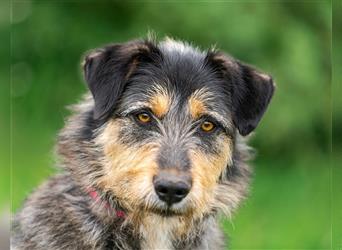 Die süße Schnauzerin Becky sucht ein Zuhause.