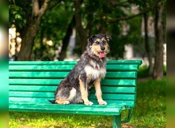 Die süße Schnauzerin Becky sucht ein Zuhause.