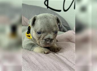 Wunderschöne Französisches Bulldogge Welpen sind am 29.07 frisch geschlüpft