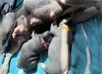 Wunderschöne Französisches Bulldogge Welpen sind am 29.07 frisch geschlüpft