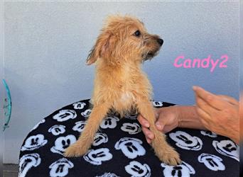 Candy2 03/24 (GRC) - kleine Zuckermaus sucht dringend ein liebevolles Zuhause!