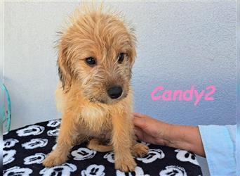 Candy2 03/24 (GRC) - kleine Zuckermaus sucht dringend ein liebevolles Zuhause!