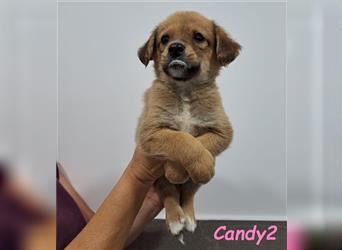 Candy2 03/24 (GRC) - kleine Zuckermaus sucht dringend ein liebevolles Zuhause!