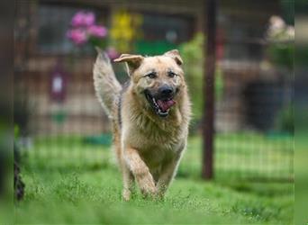 Marley sucht ein Zuhause