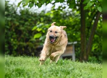 Marley sucht ein Zuhause