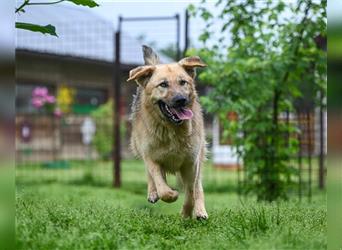 Marley sucht ein Zuhause