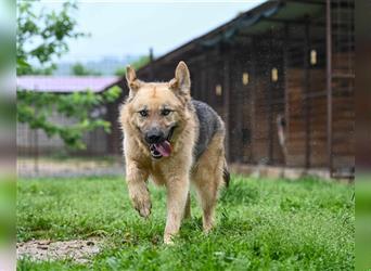 Marley sucht ein Zuhause