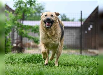 Marley sucht ein Zuhause