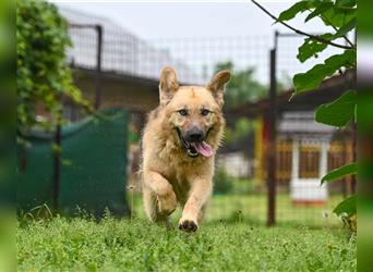 Marley sucht ein Zuhause