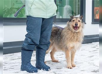 Die reife und ruhige Hündin Fiona sucht ein Zuhause!