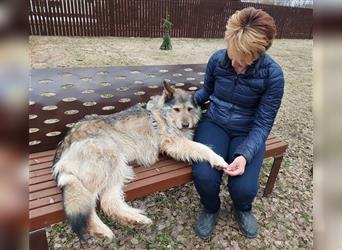 Die reife und ruhige Hündin Fiona sucht ein Zuhause!