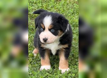 Miniature Australian Shepherd, Mini Aussie Welpe