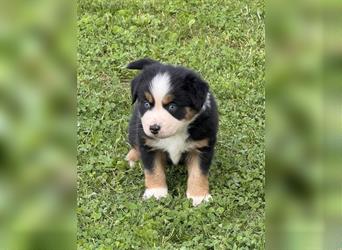 Miniature Australian Shepherd, Mini Aussie Welpe