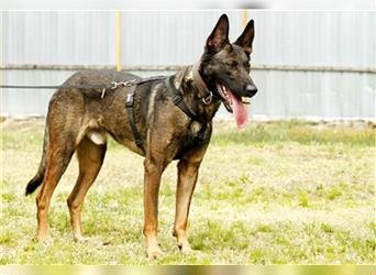 Lex, Malinois, geb. 2014, Arbeitshund su. Aufgabe und erfahrene Besitzer