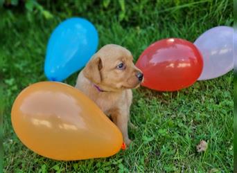 Labrador Retriever Welpen aus Familienzucht in der Farbe foxred