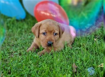 Labrador Retriever Welpen aus Familienzucht in der Farbe foxred