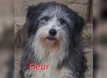 FLEUR ❤ sucht Zuhause oder Pflegestelle