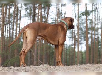 Rhodesian Ridgeback Wurfankündigung Herbst/Winter2024