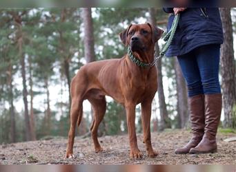 Rhodesian Ridgeback Wurfankündigung Herbst/Winter2024