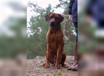 Rhodesian Ridgeback Wurfankündigung Herbst/Winter2024