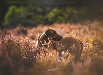 Rhodesian Ridgeback Wurfankündigung Herbst/Winter2024