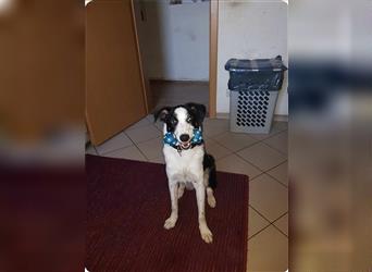 Familienhund Theo sucht ein neues Zuhause