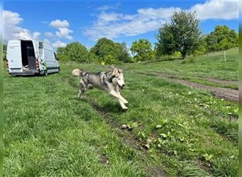 Husky Esther - freundlich und aktiv