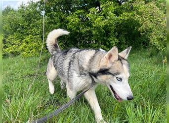 Husky Esther - freundlich und aktiv