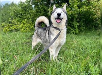 Husky Esther - freundlich und aktiv