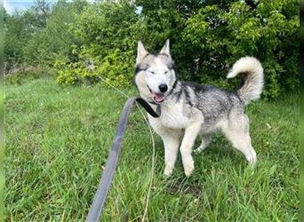 Husky Esther - freundlich und aktiv