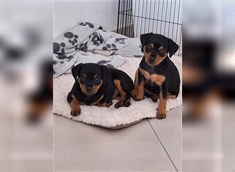 Zwergpinscher Welpe