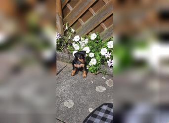 Zwergpinscher Welpe