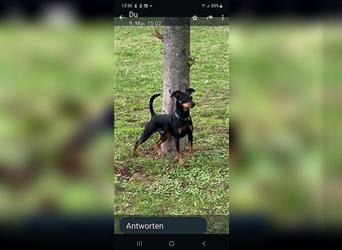 Zwergpinscher Welpe