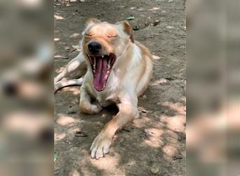 Herzenshund ZACK - verspielt, verschmust und einfach zum Liebhaben
