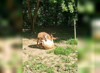 Liebe YOLANDA befindet sich auf Pflegestelle in Schwabach