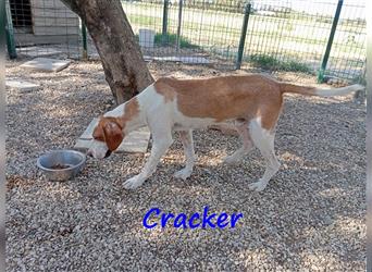 Cracker 10/2021 (in Deutschland) - ein ganz besonderer sozialer süßer Rüde sucht Kuscheleinheiten!