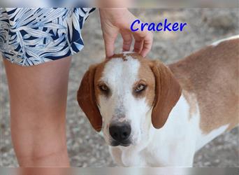 Cracker 10/2021 (in Deutschland) - ein ganz besonderer sozialer süßer Rüde sucht Kuscheleinheiten!