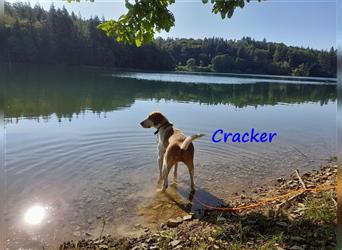 Cracker 10/2021 (in Deutschland) - ein ganz besonderer sozialer süßer Rüde sucht Kuscheleinheiten!