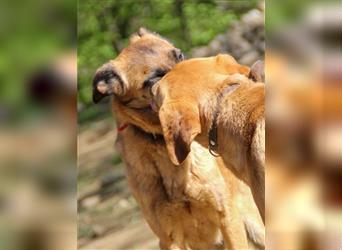 Sanfte RONJA – Junghündin mit Lust zum Lernen und zur Bewegung