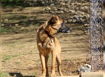 Sanfte RONJA – Junghündin mit Lust zum Lernen und zur Bewegung