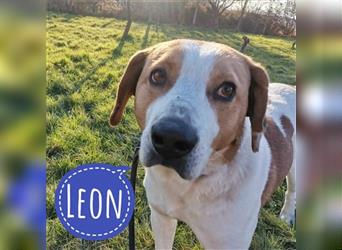 Leon ein toller Familienhund