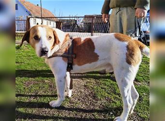 Leon ein toller Familienhund