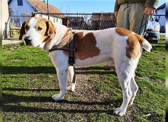 Leon ein toller Familienhund