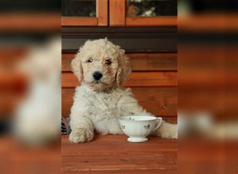 Spencer, der Goldendoodle Welpenrüde *abgabebereit*