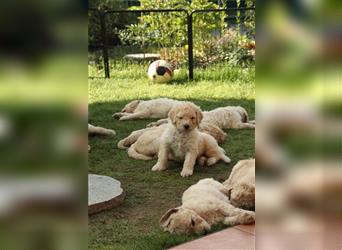 Spencer, der Goldendoodle Welpenrüde *abgabebereit*