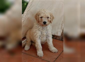 Spencer, der Goldendoodle Welpenrüde *abgabebereit*