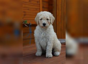 Spencer, der Goldendoodle Welpenrüde *abgabebereit*